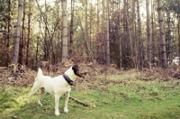 Picture of Jack Russel Terrier in the woods