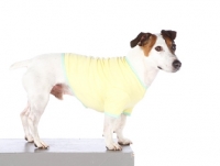 Picture of Jack Russel wearing jumper