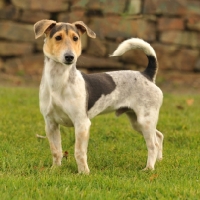 Picture of jack russel x dachshund infront of stone wall