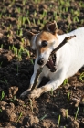 Picture of Jack Russell chewing stick