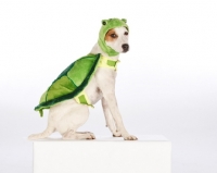 Picture of jack russell dressed up
