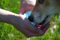 Picture of Jack Russell drinking water from bottle