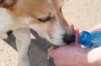 Picture of Jack Russell drinking