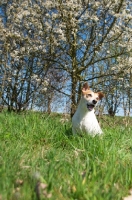Picture of Jack Russell, happy in springtime