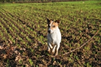 Picture of Jack Russell having just retrieved a whole branch