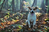 Picture of Jack Russell in a forest on a autumn morning