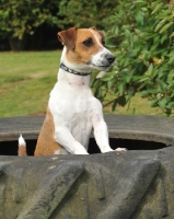 Picture of jack russell in a tractor tyre