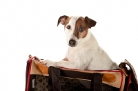 Picture of jack russell, in a travel bag