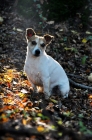 Picture of Jack russell in autumn
