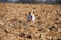 Picture of Jack Russell in field