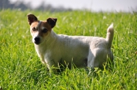 Picture of Jack Russell in high grass