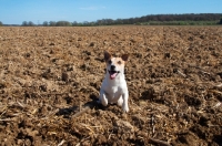 Picture of Jack Russell in ploughed field