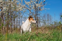 Picture of Jack Russell in spring