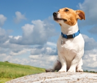 Picture of jack russell in the countryside