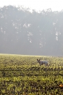 Picture of Jack Russell in the morning, standing in a field