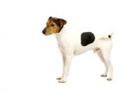 Picture of Jack Russell isolated on a white background