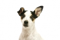 Picture of Jack Russell isolated on a white background