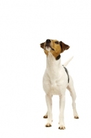 Picture of Jack Russell isolated on a white background