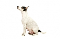 Picture of Jack Russell isolated on a white background
