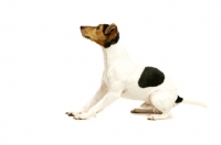 Picture of Jack Russell isolated on a white background