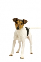 Picture of Jack Russell isolated on a white background