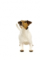 Picture of Jack Russell laid down isolated on a white background