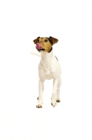 Picture of Jack Russell licking his nose, isolated on a white background
