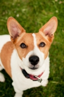 Picture of Jack Russell looking at camera