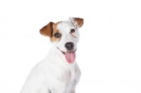 Picture of Jack Russell looking at camera, on white background