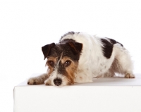 Picture of Jack Russell lying down