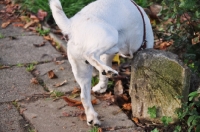 Picture of Jack Russell marking territory