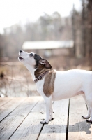Picture of jack russell mix howling