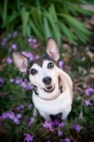 Picture of jack russell mix smiling in flowers