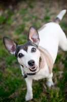 Picture of jack russell mix smiling