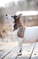 Picture of jack russell mix standing with paw raised