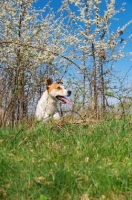 Picture of Jack Russell near blossom