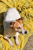 Picture of Jack Russell on blanket
