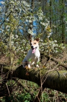Picture of Jack Russell on branch