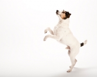 Picture of jack russell on hind legs