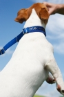 Picture of jack russell on lead, jumping up