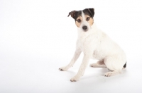 Picture of jack russell, on white background