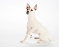 Picture of jack russell, one leg up