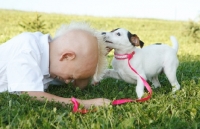 Picture of Jack Russell playing with boy