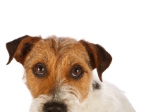 Picture of jack russell, portrait, on white background