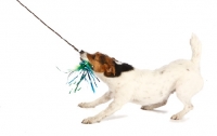 Picture of jack russell pulling lead