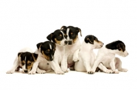 Picture of Jack Russell puppies in a group together isolated on a white background