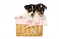 Picture of Jack Russell puppies in a wicker basket, isolated on a white background
