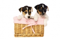 Picture of Jack Russell puppies in a wicker basket, isolated on a white background