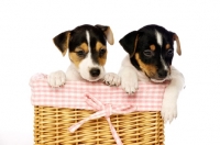 Picture of Jack Russell puppies in a wicker basket, isolated on a white background