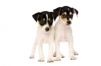 Picture of Jack Russell puppies isolated on a white background